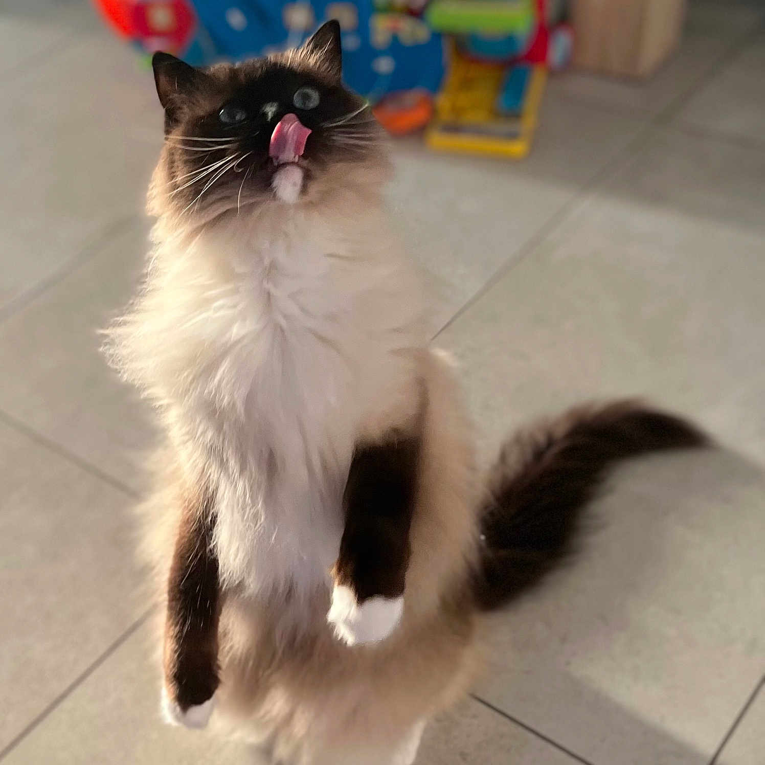 Taomi a rejoint le concours — aidez-le/la à gagner de superbes lots ! accessories, angora, animal, bodypart, cat, face, head, indoors, kitten, manx, mouth, person, pet, photography, portrait, siamese, strap, teeth, tongue, toy