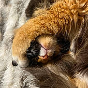 Phoebe is registered to the contest to win money with this photo: cat, fluffy, paw, fur, sleeping, cozy, cute, pet, animal, whiskers, nose, blanket, resting, curled_up, close_up, soft, relaxed, indoor, tabby, muzzle
