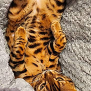 Urban a rejoint le concours — aidez-le/la à gagner de superbes lots ! abyssinian, animal, blanket, cat, couch, electronics, furniture, hardware, kitten, manx, ocelot, person, pet, sleeping, tiger
