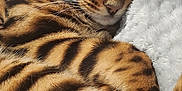 Urban a rejoint le concours — aidez-le/la à gagner de superbes lots ! abyssinian, animal, blanket, cat, egyptiancat, kitten, manx, ocelot, person, pet, sleeping