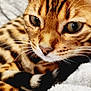 Urban a rejoint le concours — aidez-le/la à gagner de superbes lots ! abyssinian, animal, cat, kitten, manx, ocelot, pet, siamese