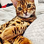 Urban participe au concours pour gagner de l'argent avec cette photo : abyssinian, animal, bed, bedroom, blanket, cat, couch, egyptiancat, furniture, indoors, kitten, manx, ocelot, pet, room, tiger