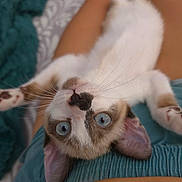 Yuki participe au concours pour gagner de l'argent avec cette photo : animal, blanket, blue_eyes, cat, closeup, clothing, cozy, cute, domestic_animal, ears, fur, indoor, kitten, lap, person, pet, relaxed, skin, upside_down, whiskers