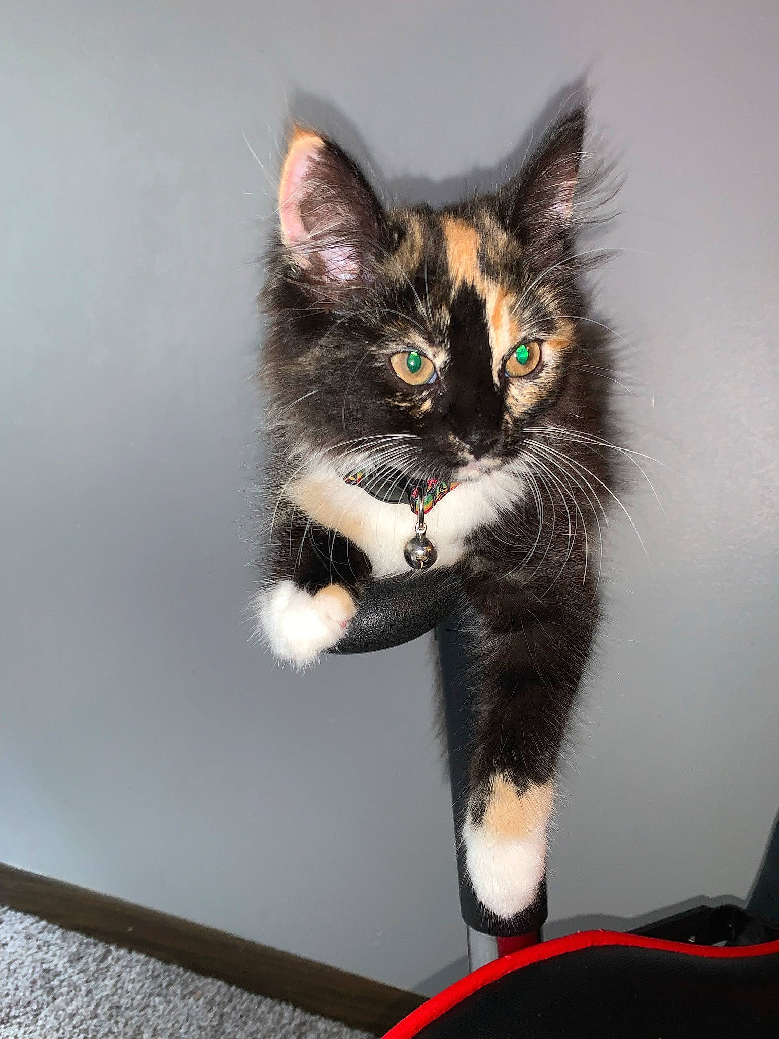 Sirius is registered to the contest to win money with this photo: art, black_cat, bookcase, box, carnivore, cat, cat_toy, claw, domestic_short_haired_cat, drawer, felidae, flowerpot, fur, grey, houseplant, paw, small_to_medium_sized_cats, tail, toy, whiskers