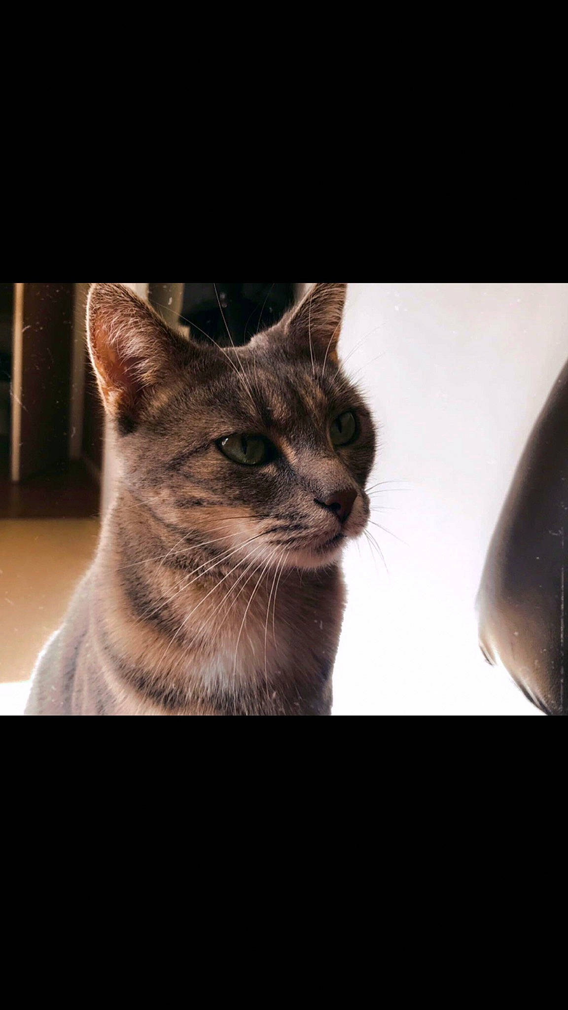 Caly a rejoint le concours — aidez-le/la à gagner de superbes lots ! carnivore, cat, darkness, domestic_short_haired_cat, ear, eye, felidae, fur, grey, head, human_body, monochrome, monochrome_photography, nose, photo_caption, small_to_medium_sized_cats, snout, terrestrial_animal, whiskers, wildlife