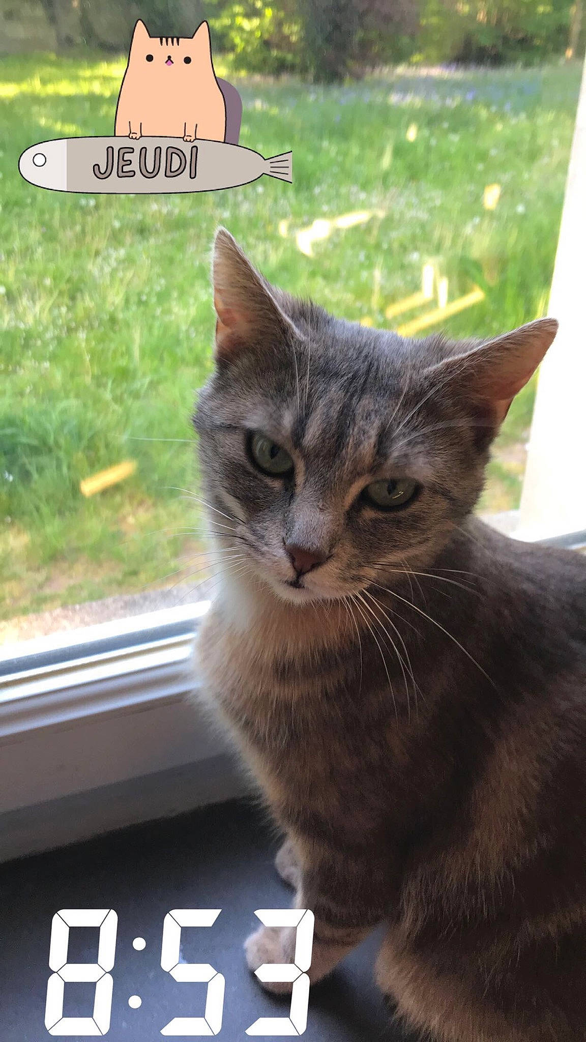 Caly a rejoint le concours — aidez-le/la à gagner de superbes lots ! automotive_exterior, automotive_mirror, carnivore, cat, domestic_short_haired_cat, felidae, fur, grass, motor_vehicle, plant, rear_view_mirror, small_to_medium_sized_cats, snapshot, snout, terrestrial_animal, tree, vehicle_door, whiskers, wildlife, window