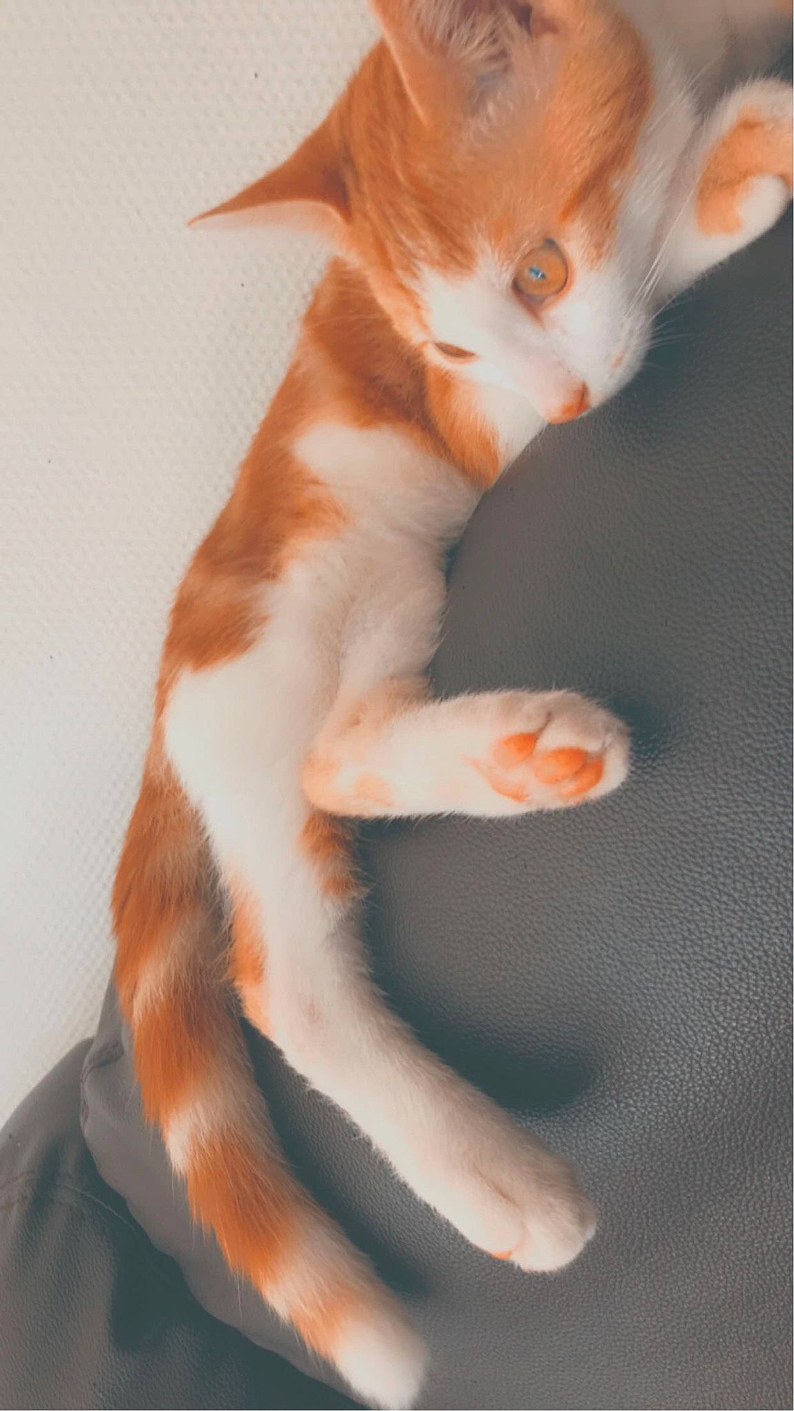 Fuego a rejoint le concours — aidez-le/la à gagner de superbes lots ! carnivore, cat, claw, comfort, domestic_short_haired_cat, ear, eye, fawn, felidae, foot, fur, gesture, head, human_body, human_leg, paw, small_to_medium_sized_cats, snout, tail, whiskers