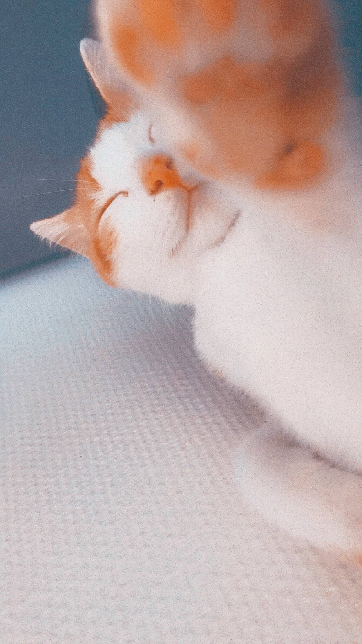 Fuego a rejoint le concours — aidez-le/la à gagner de superbes lots ! carnivore, cat, claw, domestic_short_haired_cat, ear, fawn, felidae, flooring, fur, paw, small_to_medium_sized_cats, snout, tail, whiskers, wood