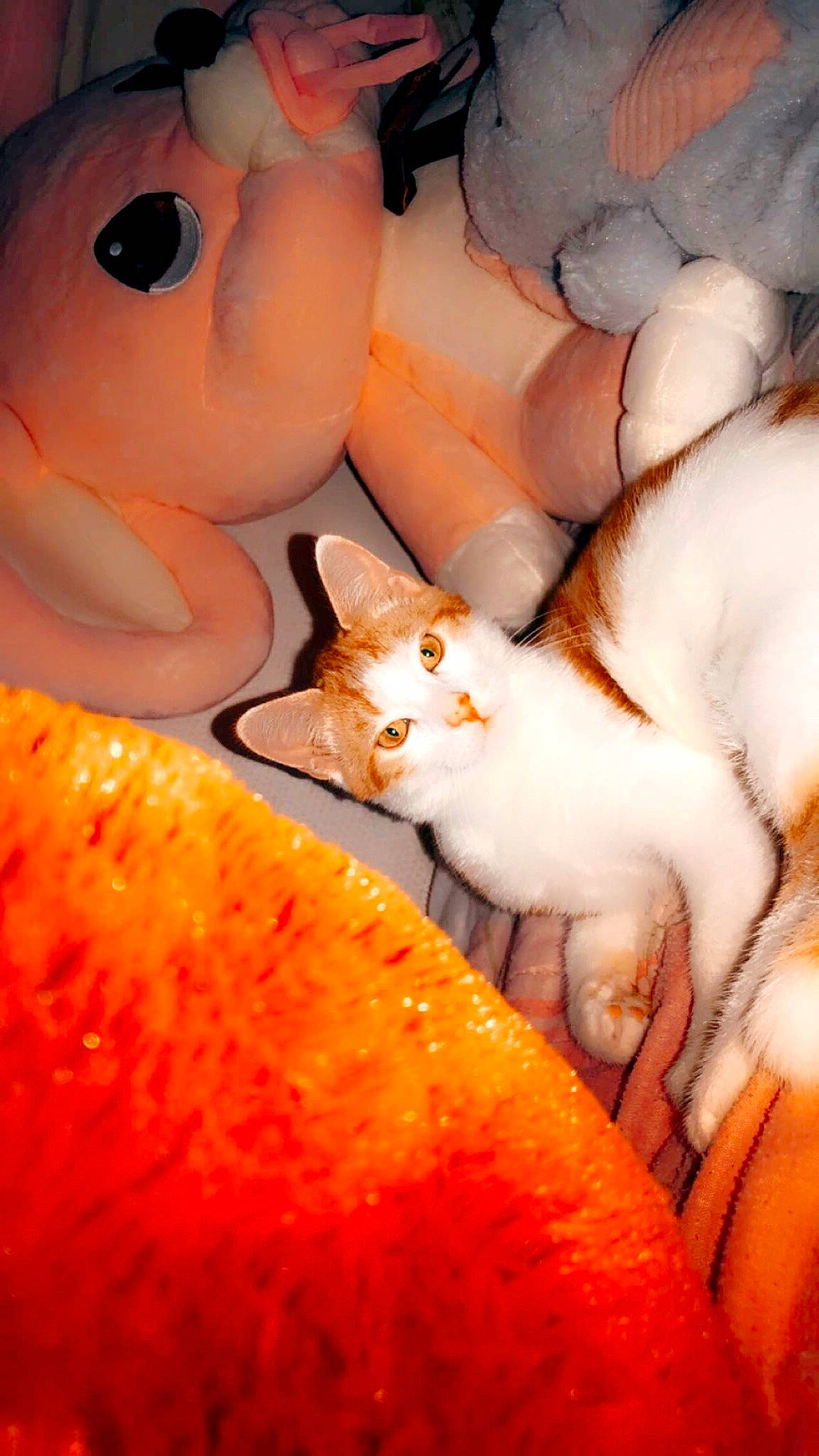 Fuego a rejoint le concours — aidez-le/la à gagner de superbes lots ! carnivore, cat, close_up, comfort, fawn, felidae, fruit, fur, natural_foods, orange, peach, small_to_medium_sized_cats, snout, tail, tangelo, toy, vertebrate, whiskers, wood