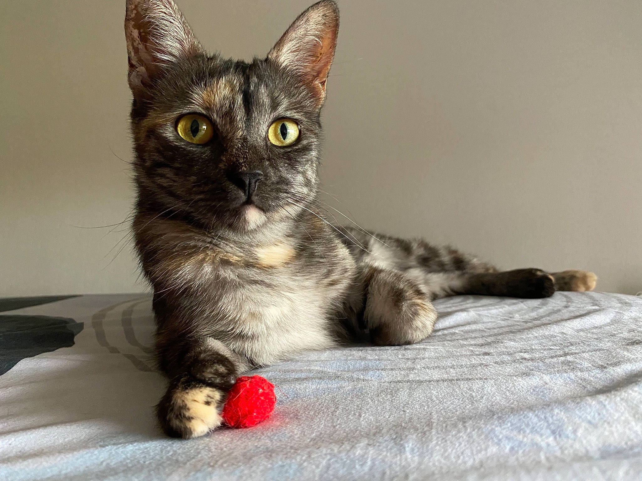 Ambre participe au concours pour gagner de l'argent avec cette photo : carmine, carnivore, cat, cat_furniture, cat_supply, claw, comfort, domestic_short_haired_cat, felidae, fur, grey, paw, small_to_medium_sized_cats, snout, tail, toy, whiskers