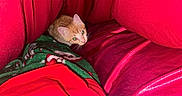 Cheddar is registered to the contest to win money with this photo: animal, blanket, cat, close_up, cozy, curious, cushion, cute, eyes, fur, green_blanket, indoor, kitten, orange_cat, pet, red, resting, small_animal, soft_texture, whiskers