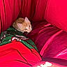cat, kitten, orange_cat, cushion, red, blanket, green_blanket, indoor, cozy, pet, cute, small_animal, fur, whiskers, eyes, resting, curious, soft_texture, close_up, animal