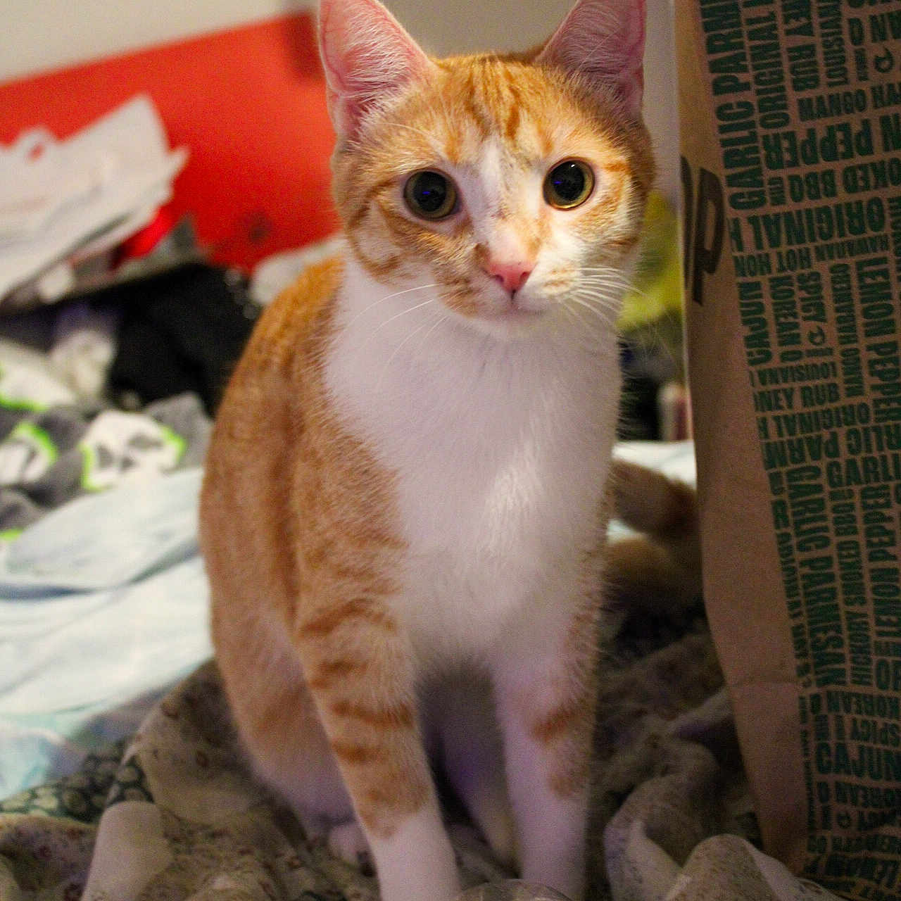 Cheddar