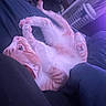 Cheddar is registered to the contest to win money with this photo: cat, orange_cat, white_cat, bed, blanket, paw, indoor, pet, relaxed, cozy, feline, fur, sleepy, cute, animal, home, laundry_basket, purple_light, soft_light, resting