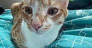 Cheddar joined the competition — help win amazing prizes! cat, orange_cat, white_cat, pet, animal, indoor, bed, blanket, blue_blanket, sock, black_sock, close_up, whiskers, ears, paw, curious, lying_down, feline, cute, playful