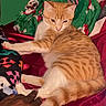 cat, orange_cat, white_cat, paw, hand, blanket, patterned_blanket, red_satin, green_blanket, cozy, indoor, pet, feline, striped_fur, relaxed, comfort, bed, resting, domestic_cat, animal