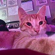 Cheddar is registered to the contest to win money with this photo: cat, orange_cat, close_up, indoor, bed, lamp, calendar, sketches, wall_art, purple_lighting, feline, pet, cozy, resting, face, whiskers, ears, curious, furniture, room