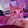 cat, orange_cat, close_up, indoor, bed, lamp, calendar, sketches, wall_art, purple_lighting, feline, pet, cozy, resting, face, whiskers, ears, curious, furniture, room