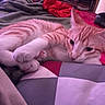 Cheddar joined the competition — help win amazing prizes! cat, orange_cat, white_cat, pet, lying_down, bed, blanket, pillow, indoor, feline, fur, whiskers, relaxed, cozy, domestic_animal, resting, cute, animal, sleepy, soft