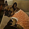 dog, french_bulldog, pet, animal, indoor, couch, fuzzy_sweater, clothing, brown, black, ears, portrait, sitting, looking_back, cozy, furniture, home, cute, companion, domestic