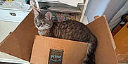Pickles is registered to the contest to win money with this photo: cat, cardboard_box, indoor, furniture, shelf, plush_toys, papers, carpet, desk, tail, gray_cat, home, pet, relaxed, sleeping_cat, amazon_prime, long_tail, box, cozy, feline