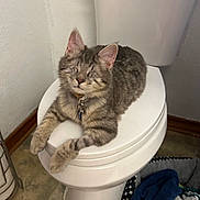 Pickles is registered to the contest to win money with this photo: cat, tabby, toilet, bathroom, pet, feline, fur, indoor, resting, relaxed, seat, tile_floor, wall, collar, domestic_animal, animal, comfort, household, cute, sleepy