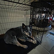 Daisy joined the competition — help win amazing prizes! dog, crate, cage, indoor, floor, tile_floor, pet, animal, resting, black_fur, gray_fur, tan_fur, metal, wire, looking_up, curious, home, decor, bottle, container