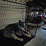 dog, crate, cage, indoor, floor, tile_floor, pet, animal, resting, black_fur, gray_fur, tan_fur, metal, wire, looking_up, curious, home, decor, bottle, container