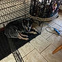 Daisy is registered to the contest to win money with this photo: dog, crate, open_door, floor_tile, bottle, bottle_rack, metal, indoor, pet, resting, black, brown, gray, animal, furniture, cord, power_strip, wood, home, relaxing