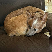Bandit is registered to the contest to win money with this photo: dog, brown, fur, quilted, chair, indoor, pet, sleepy, resting, curled_up, canine, ears, snout, fur_texture, relaxed, home, tile_floor, furniture, quiet, companion
