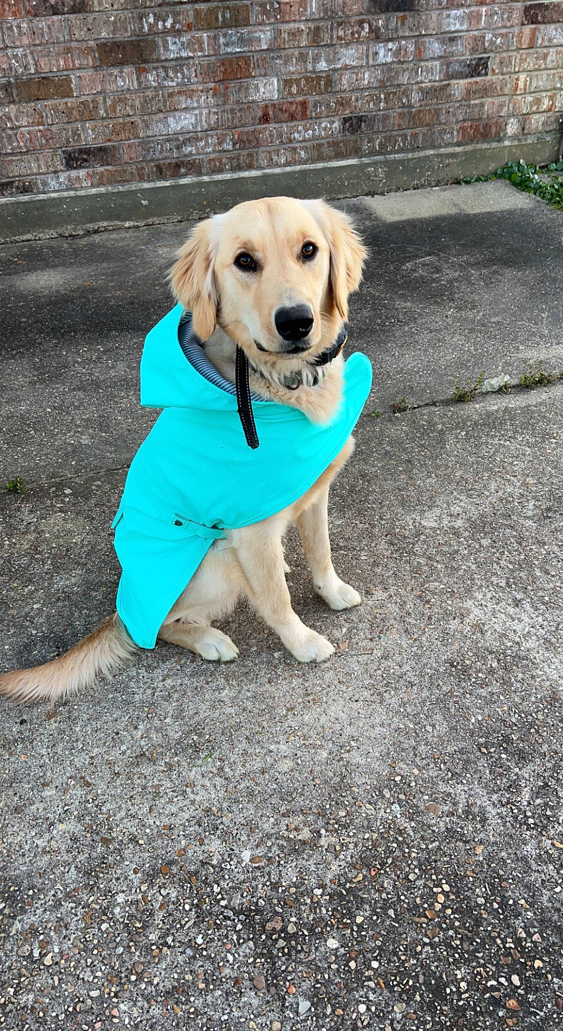 Dixie is registered to the contest to win money with this photo: asphalt, carnivore, collar, companion_dog, dog, dog_breed, dog_collar, dog_supply, electric_blue, fawn, grass, leash, pet_supply, plant, road_surface, sidewalk, snout, sporting_group, tail, tree