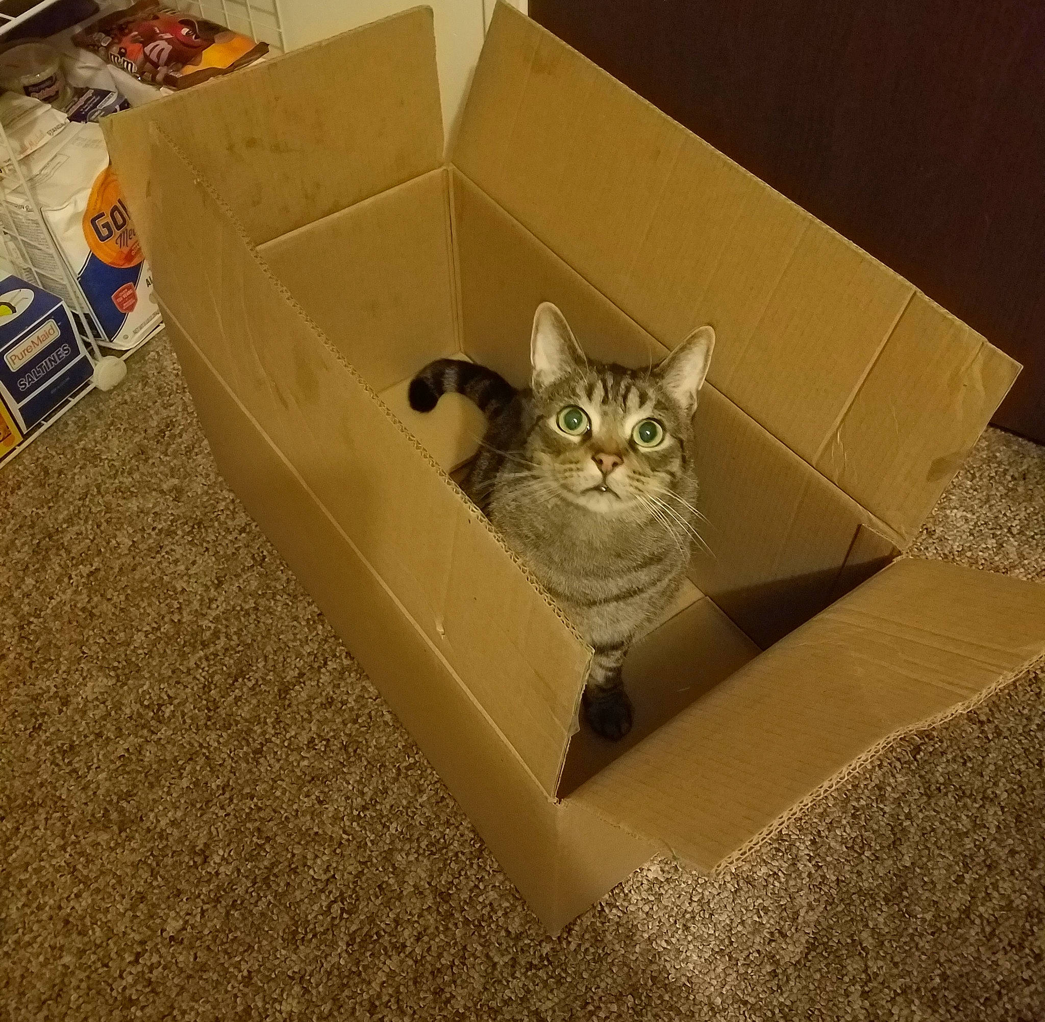 Squeaker joined the competition — help win amazing prizes! asian, box, cardboard, carnivore, cat, domestic_short_haired_cat, european_shorthair, fawn, felidae, kitten, paper_product, small_to_medium_sized_cats, whiskers