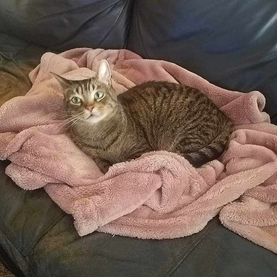 Squeaker is registered to the contest to win money with this photo: asian, carnivore, cat, cat_bed, chausie, comfort, couch, domestic_short_haired_cat, dragon_li, european_shorthair, fawn, felidae, fur, kitten, mammal, pixie_bob, small_to_medium_sized_cats, tabby_cat, tail, whiskers