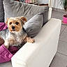 dog, yorkshire_terrier, small_dog, pet, canine, sitting, lounging, looking_at_camera, fluffy, brown_and_white, gray_fur, purple_blanket, couch, living_room, home, indoor, potted_plant, tiled_floor, furniture, photograph