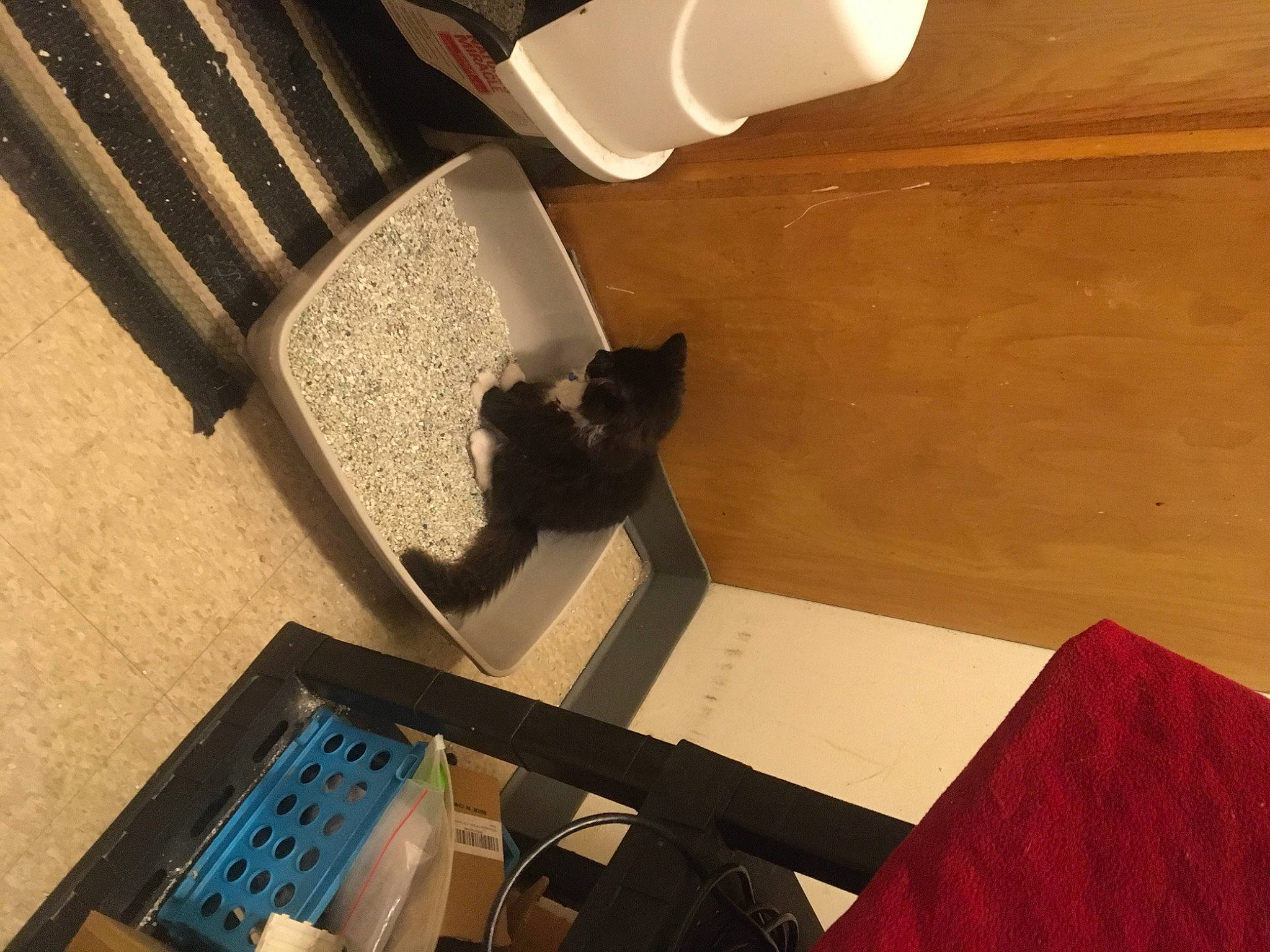 Hannibal is registered to the contest to win money with this photo: audio_equipment, carnivore, cat, comfort, design, felidae, flooring, gadget, hardwood, input_device, light, mechanical_fan, output_device, personal_computer, room, small_to_medium_sized_cats, tail, tints_and_shades, whiskers, wood