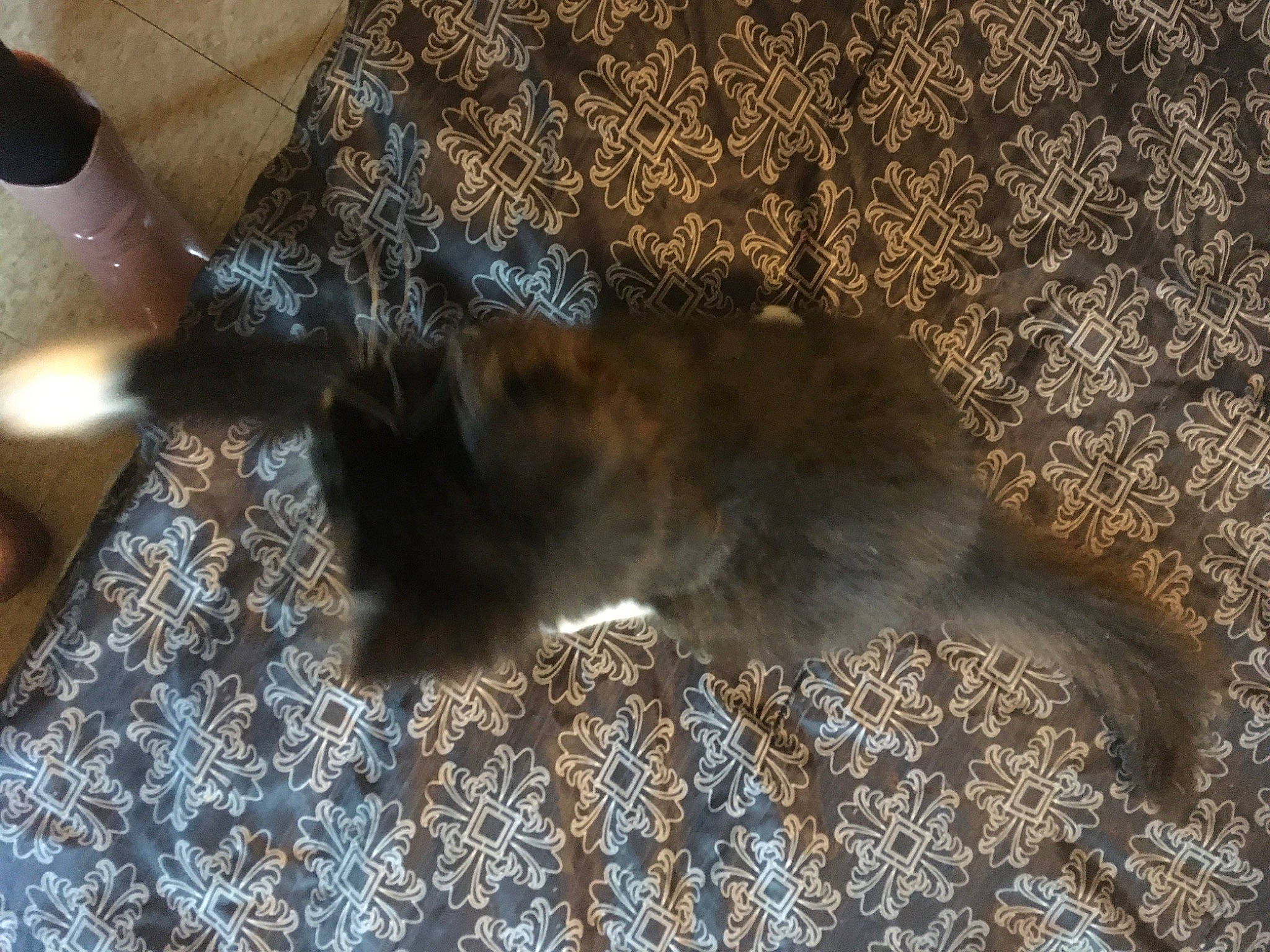 Hannibal joined the competition — help win amazing prizes! brown, carnivore, carpet, cat, comfort, dog_breed, domestic_short_haired_cat, fawn, felidae, flooring, fur, grey, hardwood, pattern, paw, small_to_medium_sized_cats, tail, terrestrial_animal, whiskers, wood