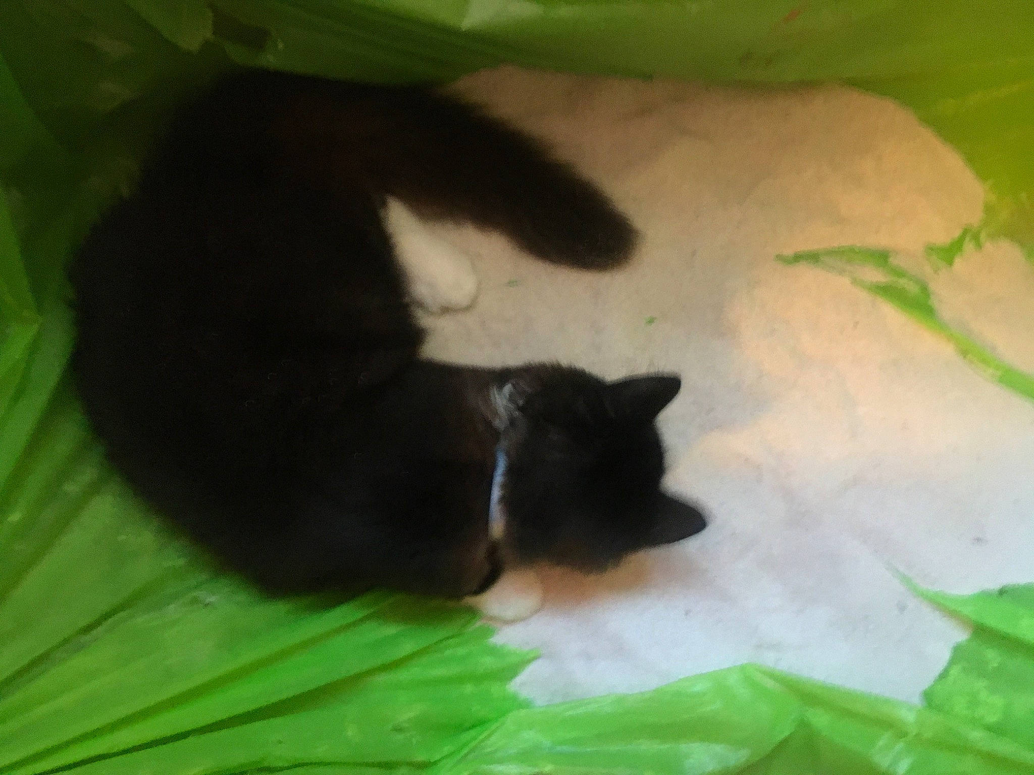 Hannibal is registered to the contest to win money with this photo: black_cat, bombay, carnivore, cat, claw, comfort, dog_breed, domestic_short_haired_cat, felidae, fur, grass, linens, small_to_medium_sized_cats, snout, tail, terrestrial_animal, tints_and_shades, whiskers