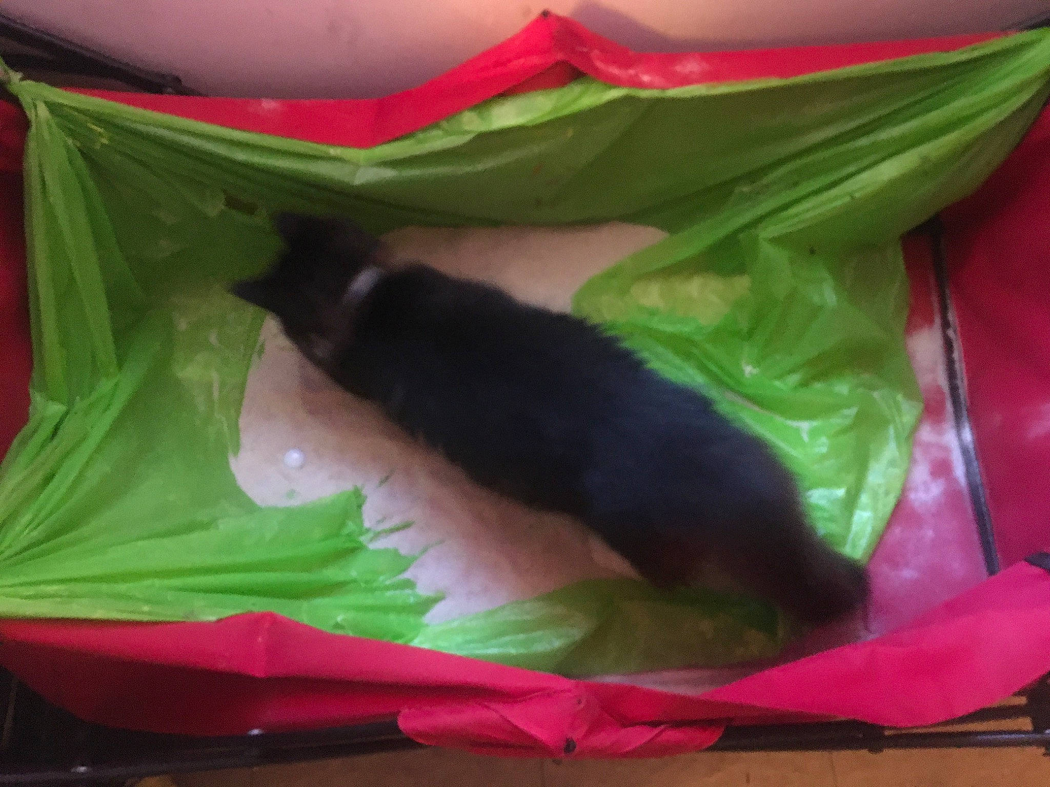 Hannibal joined the competition — help win amazing prizes! canidae, carmine, carnivore, comfort, companion_dog, dog_breed, felidae, fur, linens, liver, magenta, pet_supply, pink, plastic_bag, room, small_to_medium_sized_cats, sporting_group, tail, terrestrial_animal, whiskers