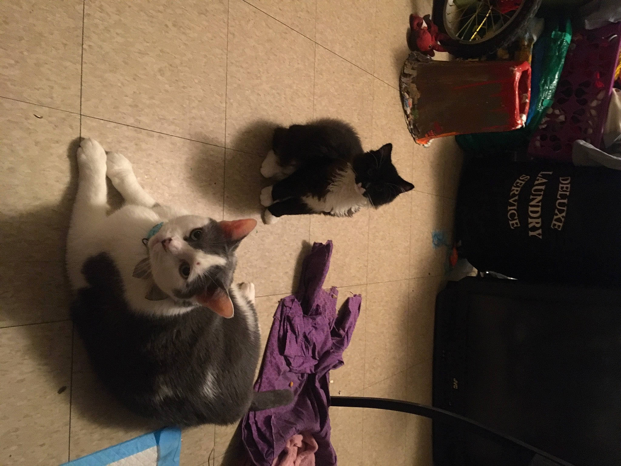 Bleu Royal is registered to the contest to win money with this photo: canidae, carmine, carnivore, cat, companion_dog, dog_breed, fawn, felidae, flooring, fur, paw, room, shadow, shoe, small_to_medium_sized_cats, snout, sporting_group, tail, tints_and_shades, whiskers