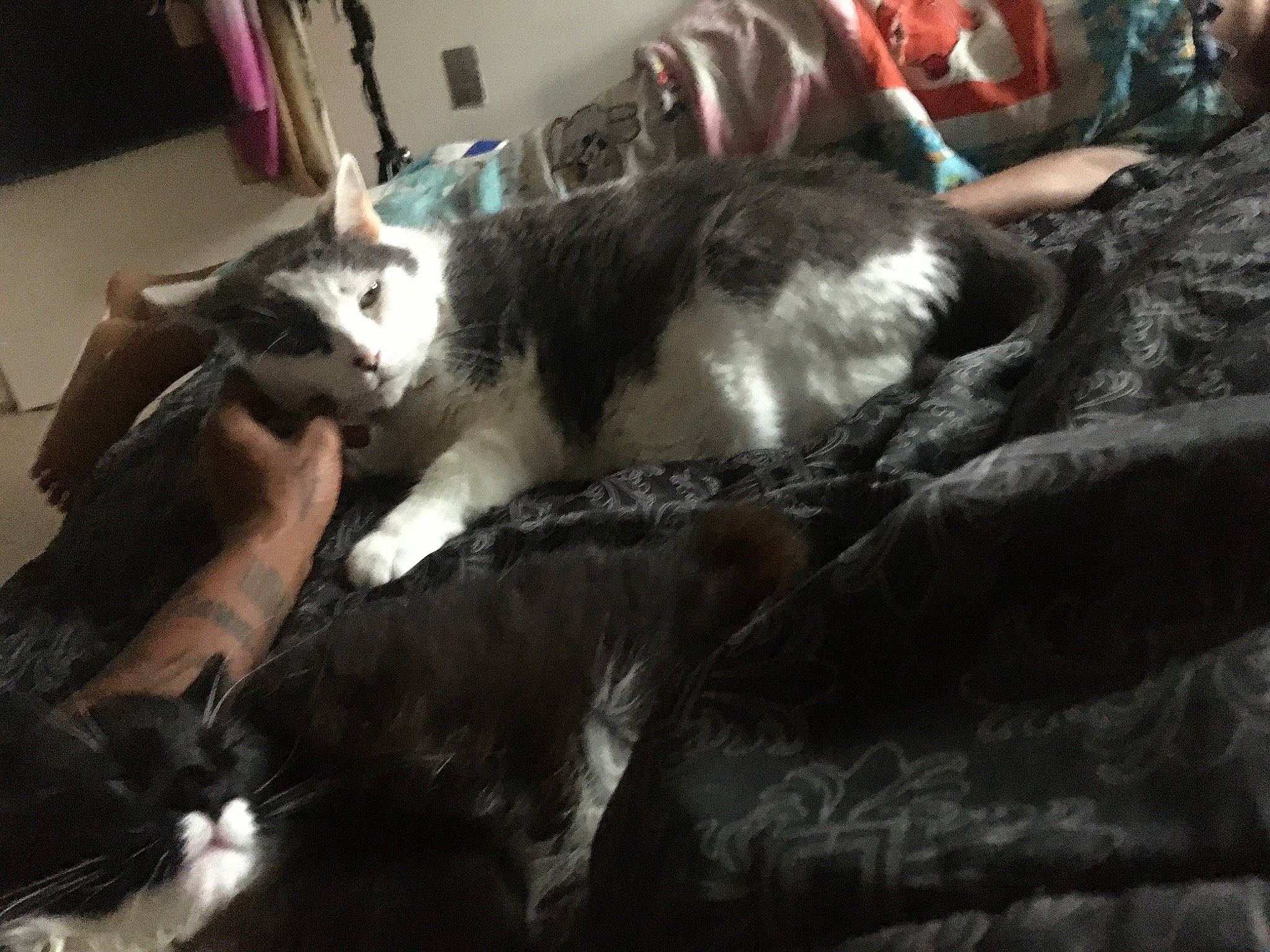 Bleu Royal is registered to the contest to win money with this photo: carnivore, cat, comfort, companion_dog, dog_breed, domestic_short_haired_cat, felidae, fur, lap, mammal, nap, room, small_to_medium_sized_cats, tail, vertebrate, whiskers