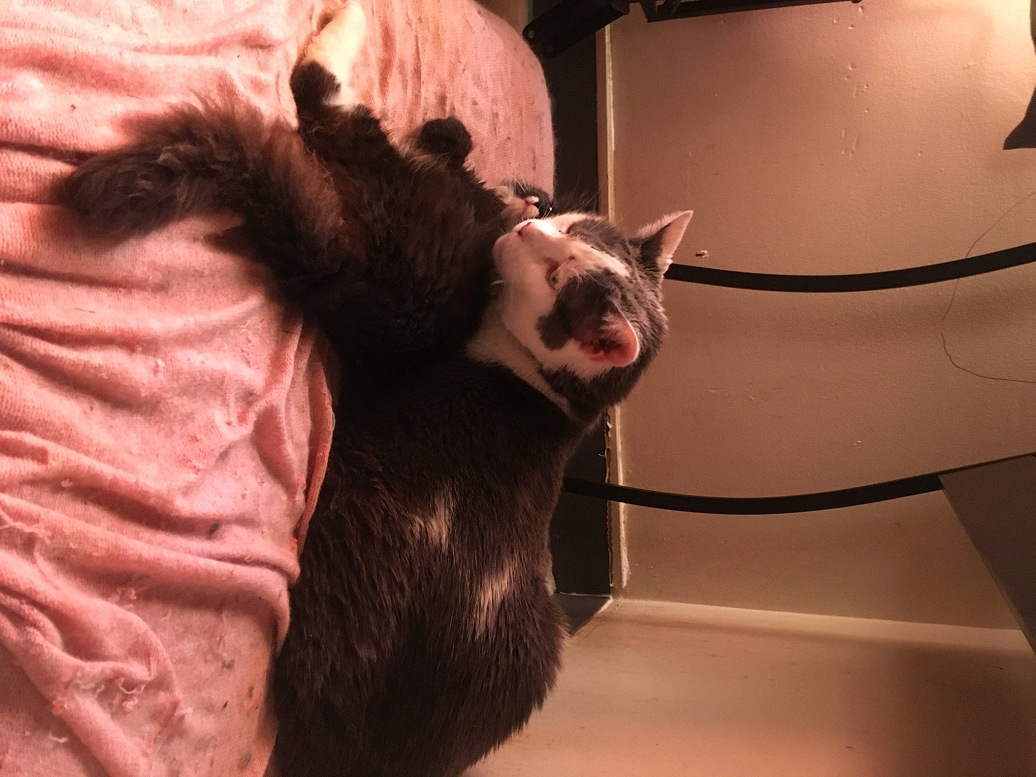 Bleu Royal joined the competition — help win amazing prizes! black_cat, canidae, carnivore, cat, claw, comfort, companion_dog, dog_breed, domestic_short_haired_cat, fawn, felidae, fur, paw, room, small_to_medium_sized_cats, snout, sporting_group, tail, toy_dog, whiskers