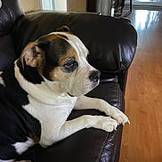 Sadie is registered to the contest to win money with this photo: animal, black, brown, calm, couch, dog, domestic, fur, home, indoor, leather, living_room, paw, pet, relaxed, seated, side_view, thoughtful, white, wooden_floor