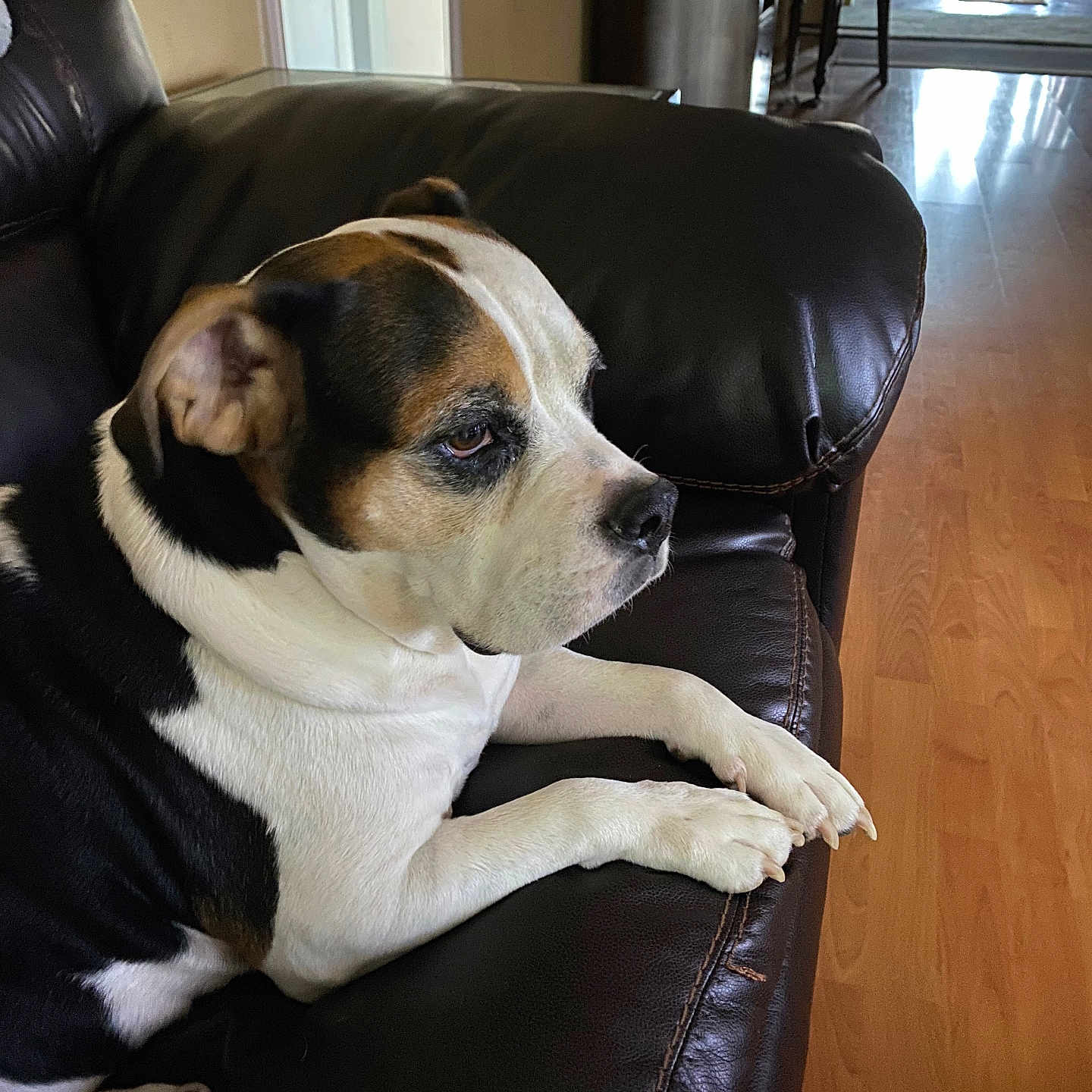 Sadie is registered to the contest to win money with this photo: animal, black, brown, calm, couch, dog, domestic, fur, home, indoor, leather, living_room, paw, pet, relaxed, seated, side_view, thoughtful, white, wooden_floor