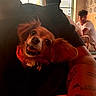 Peach is registered to the contest to win money with this photo: dog, small_dog, pet, indoor, person, people, tattoo, table, window, light, face, sitting, black_clothing, red_collar, young_adult, hairstyle, casual, smiling, tongue_out, carrier