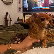 Peach is registered to the contest to win money with this photo: dog, cat, hand, bed, blanket, television, indoor, guitar, certificate, person, kitten, pet, furniture, cozy, living_room, curious, brown_dog, tabby_cat, subtitles, watching_tv