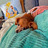 Peach is registered to the contest to win money with this photo: dog, brown_dog, blanket, couch, pillow, nativity_scene, indoor, cozy, pet, relaxing, fur, small_dog, snuggling, home, comfort, curious, resting, fabric, soft, decor