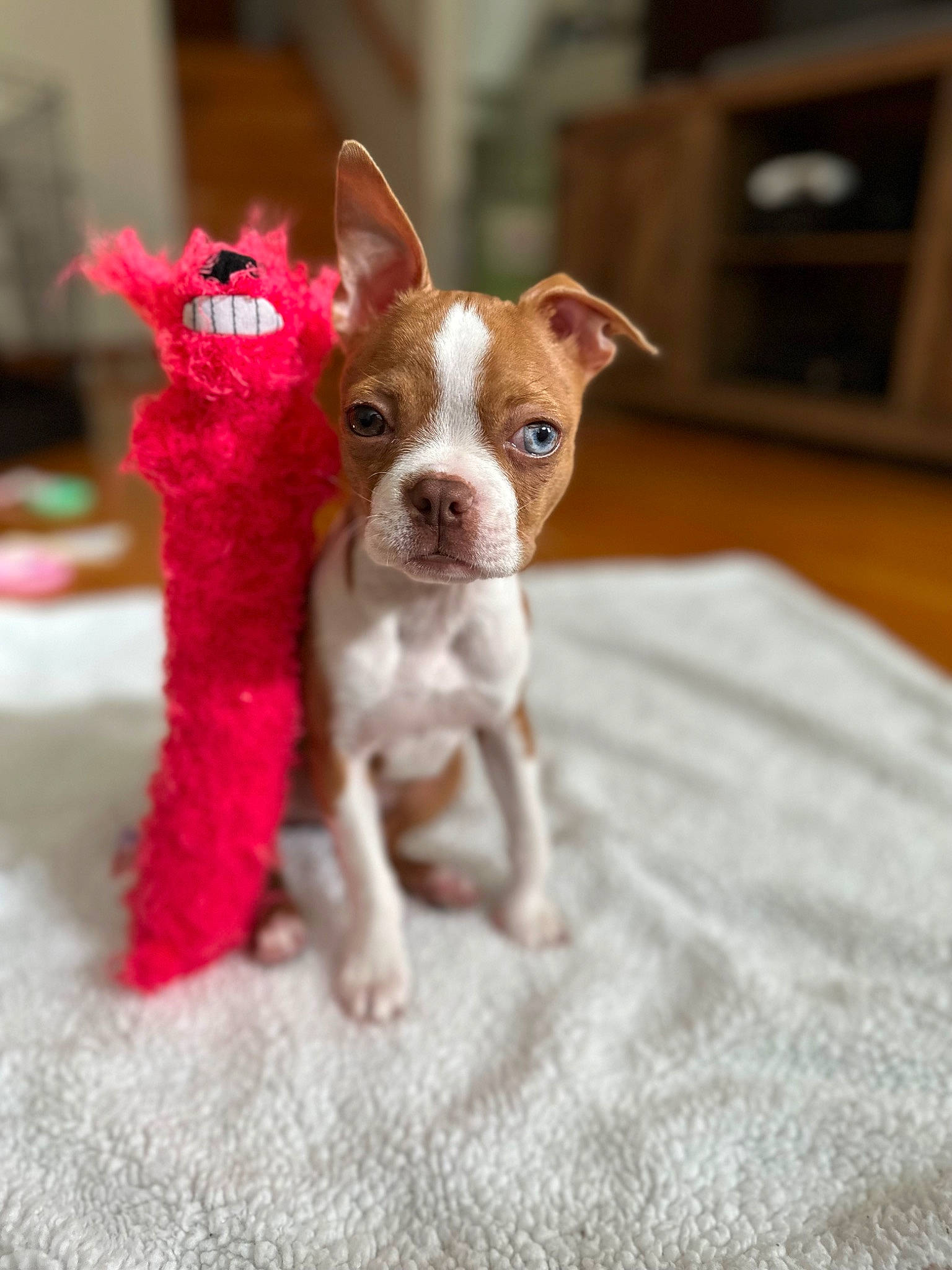 Rosie is registered to the contest to win money with this photo: canidae, carnivore, chihuahua, companion_dog, dog, dog_breed, dog_supply, fawn, fur, hardwood, pet_supply, snout, sporting_group, tail, terrestrial_animal, terrier, toy_dog, whiskers, wood, working_animal