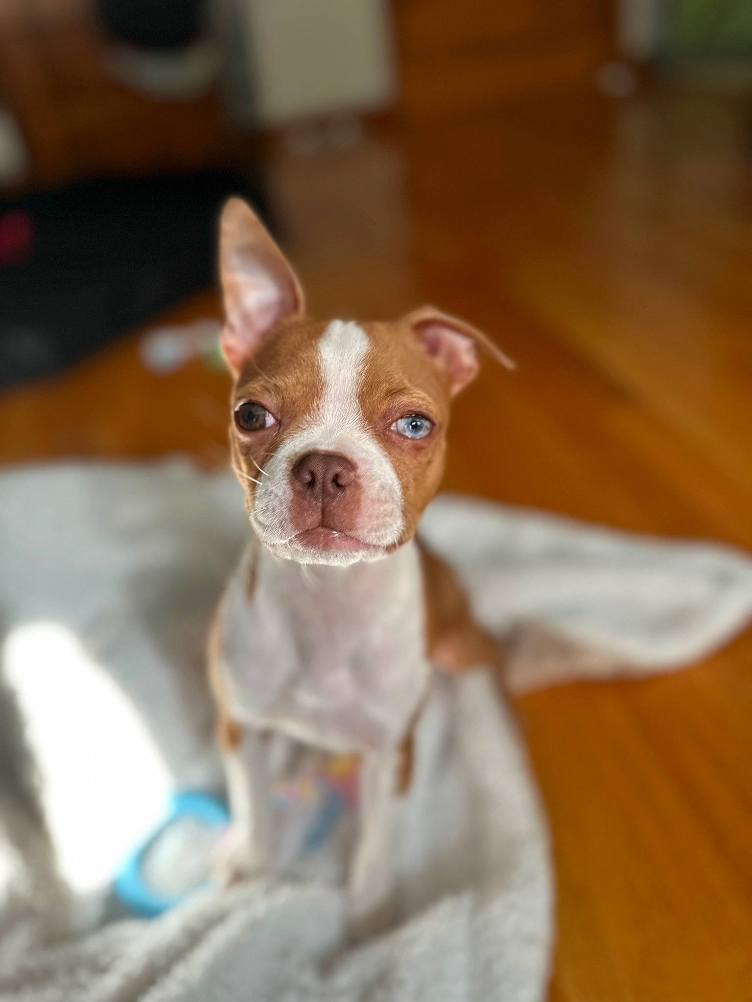 Rosie joined the competition — help win amazing prizes! canidae, carnivore, chihuahua, companion_dog, dog, dog_breed, ear, eye, fawn, fur, hardwood, liver, puppy, russkiy_toy, snout, sporting_group, toy_dog, whiskers, wood, working_animal