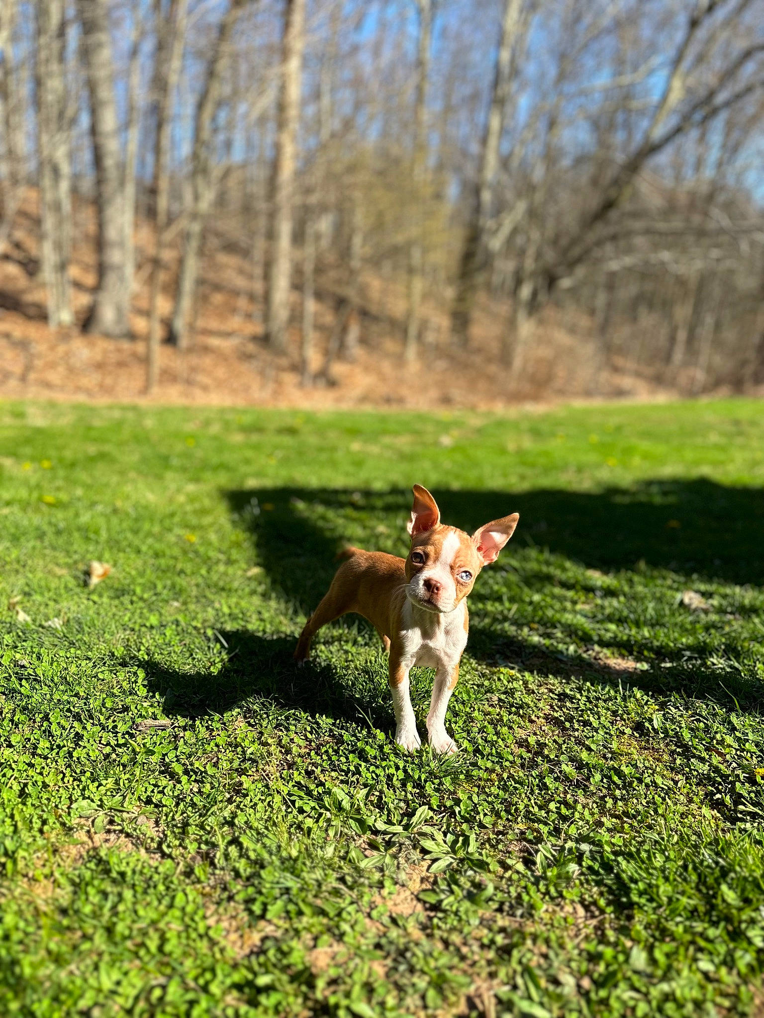 Rosie is registered to the contest to win money with this photo: carnivore, companion_dog, dog, dog_breed, fawn, felidae, grass, grass_family, grassland, groundcover, landscape, lawn, meadow, natural_landscape, plant, shrub, sky, small_to_medium_sized_cats, tail, tree