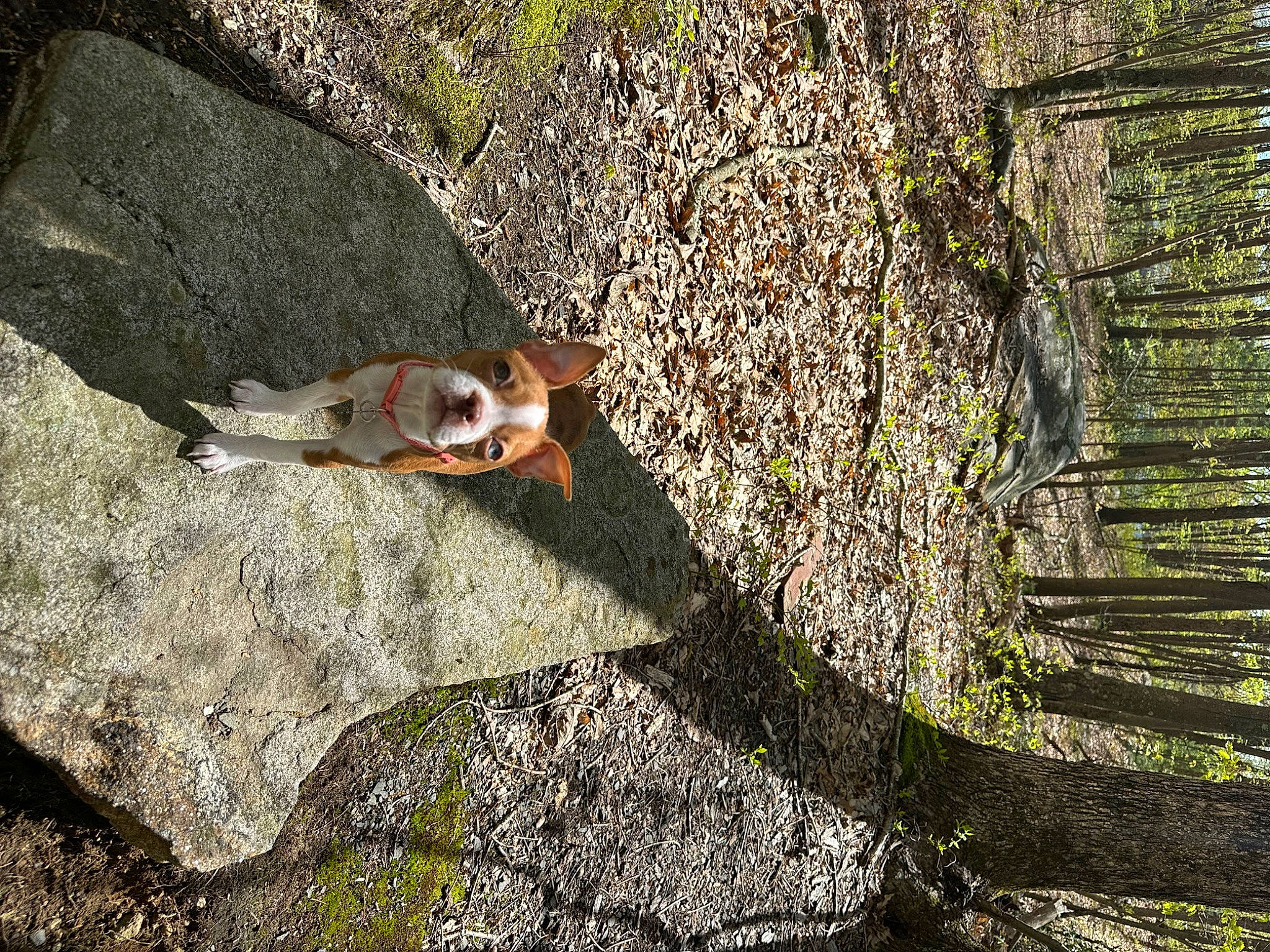 Rosie joined the competition — help win amazing prizes! asphalt, bedrock, climbing, eye, formation, grass, landscape, leisure, outcrop, plant, recreation, road_surface, rock, rock_climbing_equipment, shadow, soil, sunglasses, trunk, wildlife, wood